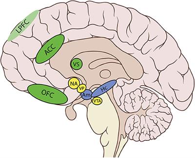 Neurobehavioral Initiation and Motivation Problems After Acquired Brain Injury